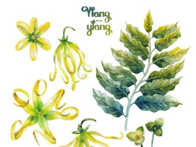 “情欲高手”依蘭精油