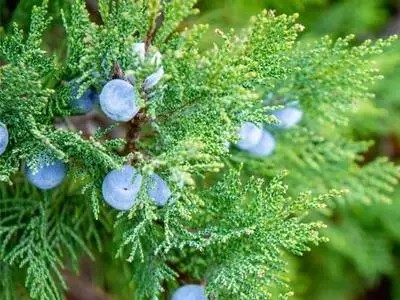 油皮肌膚能用絲柏精油嗎