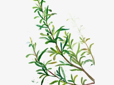 緊致肌膚有辦法:使用迷迭香精油