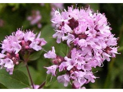 馬郁蘭精油,安撫你煩躁的情緒