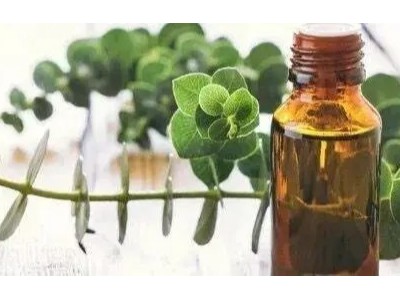 春季適用精油:芳香世家尤加利精油