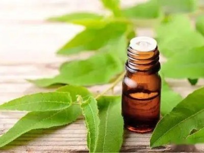 給自己一個(gè)親近自然的機(jī)會(huì):尤加利精油