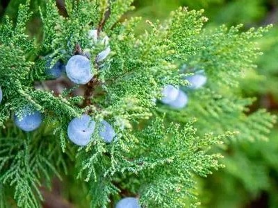 守護(hù)女性生理健康:絲柏精油