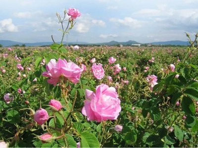 呆在空調(diào)房太久了皮膚干燥起皮 快使用純露補水