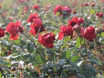 低調(diào)奢華有內(nèi)涵:印度黑玫瑰精油