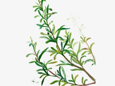 這一款鮮為人知的精油,你知道嗎