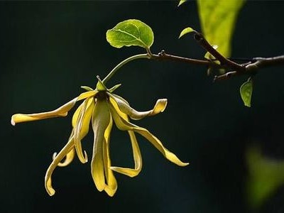 反轉(zhuǎn)無限的個人魅力:依蘭精油