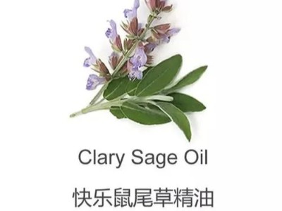 女性的萬用油之一快樂鼠尾草精油