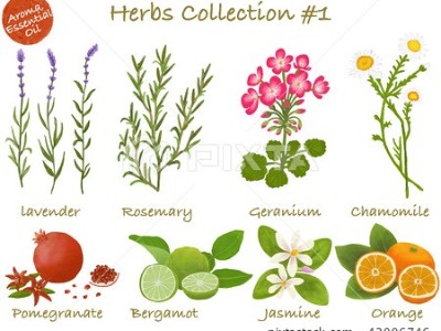 芳香世家這幾款單方精油,伴你夏日清涼