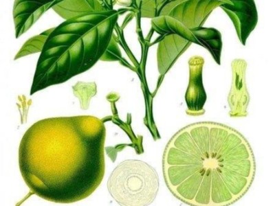 佛手柑清新香氣迎接美好夏天