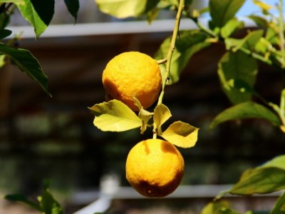 對(duì)女性友好的佛手柑精油,你使用過(guò)了嗎