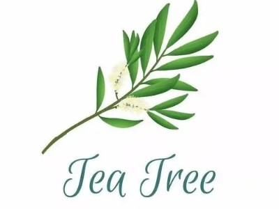 夏季如何變著花樣使用茶樹精油?